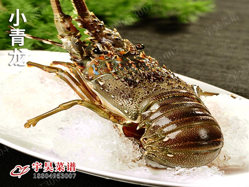 小青龙